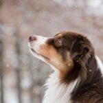 australian-shepherd-5902421_640