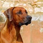 rhodesian-ridgeback-2727035_640