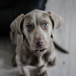 weimaraner-1381186_640